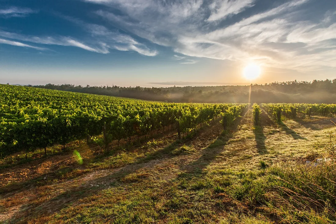 Le vigne di Colleminò